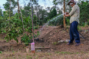 Handsome  farmer watering lime tree in organic orchard in the evening