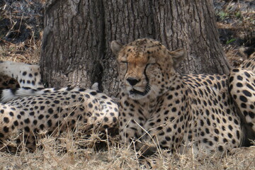 Safari