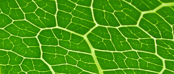 Green leaves background. Leaf texture