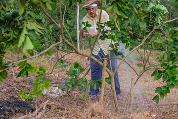 Handsome  farmer watering lime tree in organic orchard in the evening
