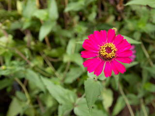 Obraz premium blurred picture of pink zinnia flowers and green leaves in the garden.