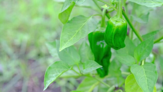 成長していくパプリカの野菜