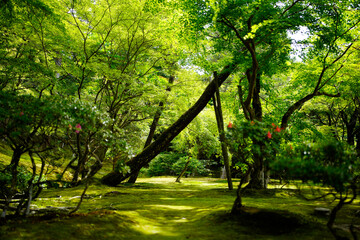 Fototapeta premium Ginkakuji Temple in Kyoto.
