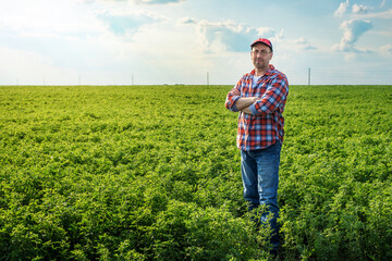 Middle age caucasian farmer at work - inspecting Medicago field summer time