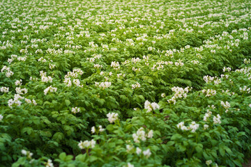 Potato plantation with cloud and blue sky