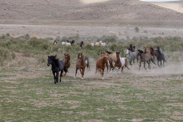 Herd of Wild Horses in the Utah Desert