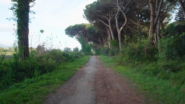 Strada con bosco di pini