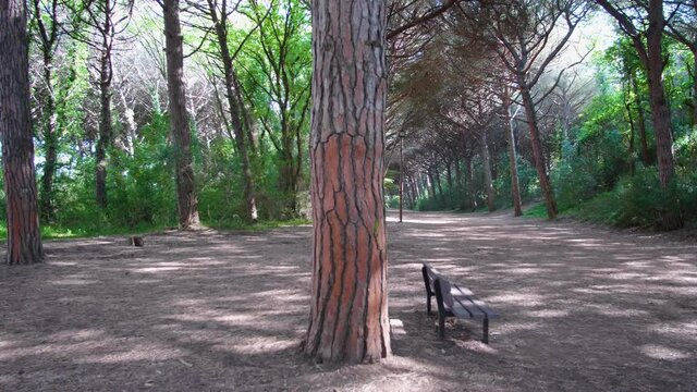 Bosco di pini