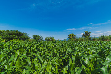Green corn plantation with blue sky
