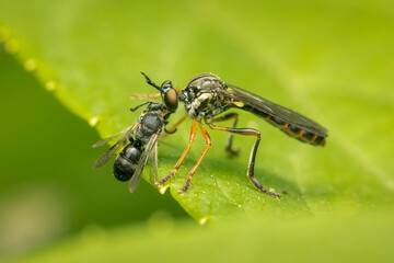 Robber fly feeding on its prey