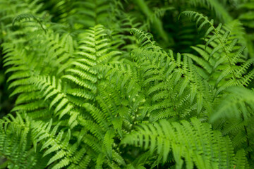 Beautyful ferns leaves, green foliage, natural floral fern background in sunlight. Botany concept. Ferns jungles close up. Jungle atmosphere and calm zen meditation
