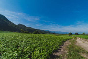 Potato plantation with cloud and blue sky