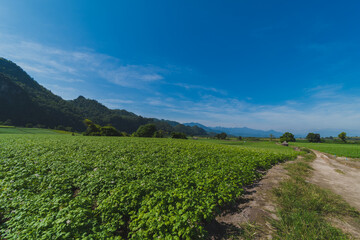 Fototapeta na wymiar Potato plantation with cloud and blue sky