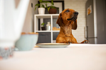 Funny dachshund dog keeps paws on the kitchen table while no one sees. 