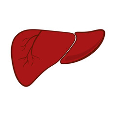 Anatomical human liver organ in vector icon