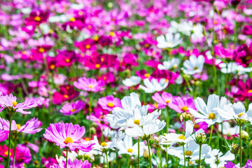 Obraz na płótnie Canvas Close-up pink vivid color blossom of Cosmos flower (Bipinnatus) in a field. Flower fields in Saraburi province ,Thailand. Beautiful flower background in spring season.