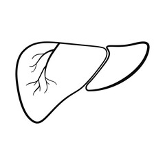 Anatomical human liver organ in vector icon