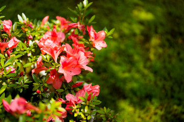 Ginkakuji Temple in Kyoto.