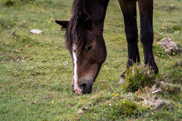 Dark brown horse with a white stripe in the head grazing