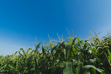 Green corn plantation with blue sky