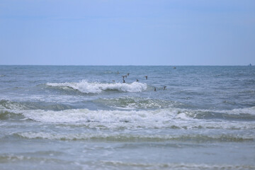 Pelicans Flying Low On Surf in Crescent Beach, Florida