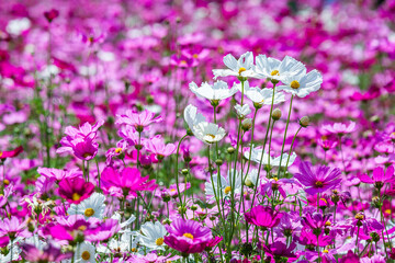 Obraz premium Close-up pink vivid color blossom of Cosmos flower (Bipinnatus) in a field. Flower fields in Saraburi province ,Thailand. Beautiful flower background in spring season.