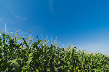 Obraz premium Green corn plantation with blue sky