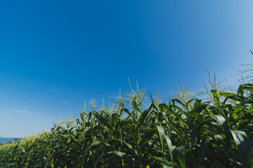 Green corn plantation with blue sky