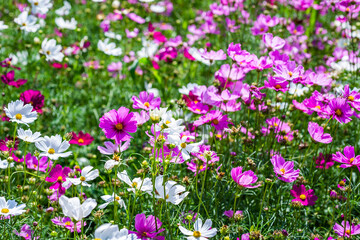 Close-up pink vivid color blossom of Cosmos flower (Bipinnatus) in a field. Flower fields in Saraburi province ,Thailand. Beautiful flower background in spring season.