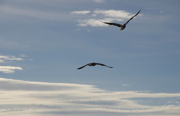 seagull in profile flying, bird flying high with background clouds