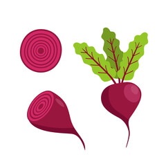 Beetroot with leaves and beets in the cut. cartoon vector illustration isolated on a white background.