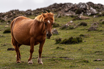 Pregnant brown horse grazing in a cloude day