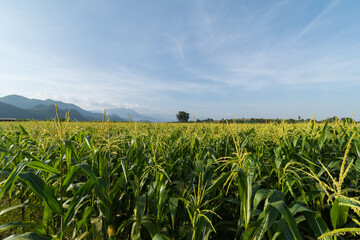 Fototapeta na wymiar Fresh corn field with mountain