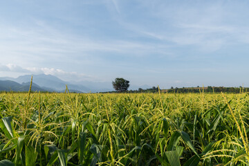 Fresh corn field with mountain