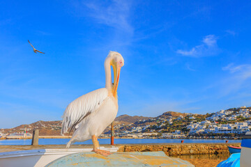 Greece, Petros famous pelican of Mykonos - 439877581