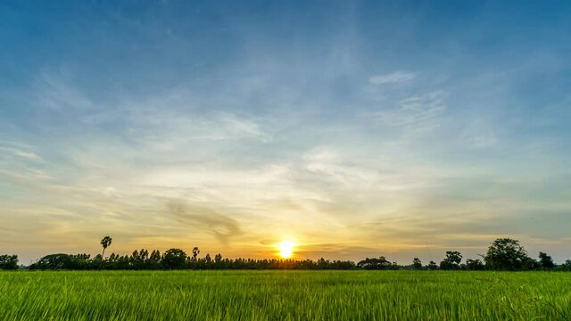 4K Time lapse of Scenic view landscape of Ears Of green Rice In The Field grass with field cornfield or in Asia country agriculture harvest with fluffy clouds blue sky sunset background.