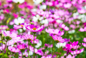 Close-up pink vivid color blossom of Cosmos flower (Bipinnatus) in a field. Flower fields in Saraburi province ,Thailand. Beautiful flower background in spring season.