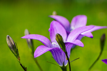 Beautiful purple forest flower bellflower