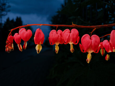 Bleeding Hearts