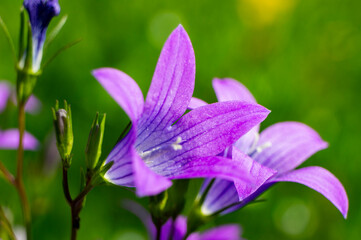 Fototapeta na wymiar Beautiful purple forest flower bellflower