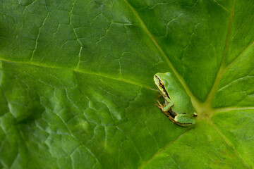 A tiny green Pacific tree frog sits on a big Darmera Peltata - also known as umbrella plant - leaf in summertime
