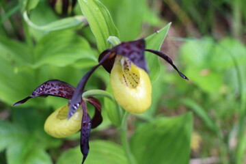 wild orchid in the forest