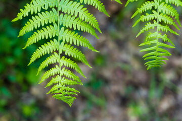 Due foglie di felce in pineta a Classe in Italia. Verde. Natura. Fuori.