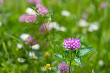 soft pink clover on a morning sunny meadow