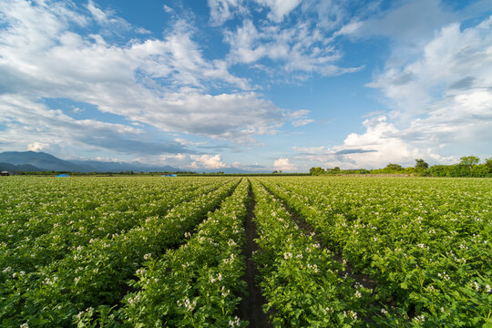Potato plantation with cloud and blue sky