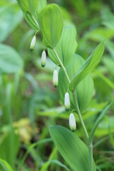 wild orchid in the forest