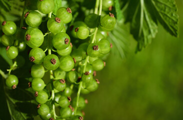 Close up of green unripe currants hanging on the bush against a green background with space for text