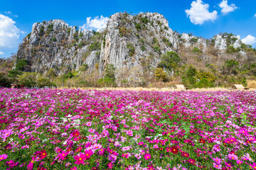 Fototapeta premium Pink vivid color blossom of Cosmos flower(Bipinnatus) in a field with rock mountains background and blue sky. Flower fields in Saraburi province ,Thailand. Beautiful flower background in spring season