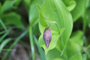 wild orchid in the forest