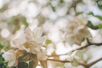 Blurred creative background of apple tree flowers in bloom, with bokeh. White defocused flowers of fruit tree in spring